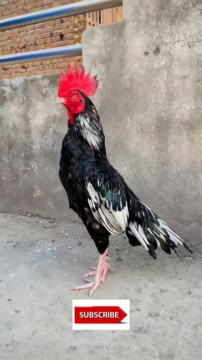 Bangam aseel #aseel #aseelmurga #aseellovers #aseelmurgalover #aseels #horse #punjabimusic