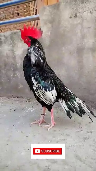 Bangam aseel #aseel #aseelmurga #aseellovers #aseelmurgalover #aseels #horse #punjabimusic