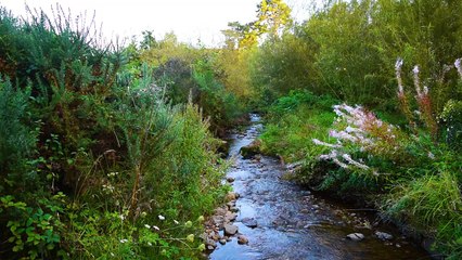 elaxing Forest sound.Forest ambience and water flowing sound