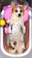 Bucket Bear Bucket