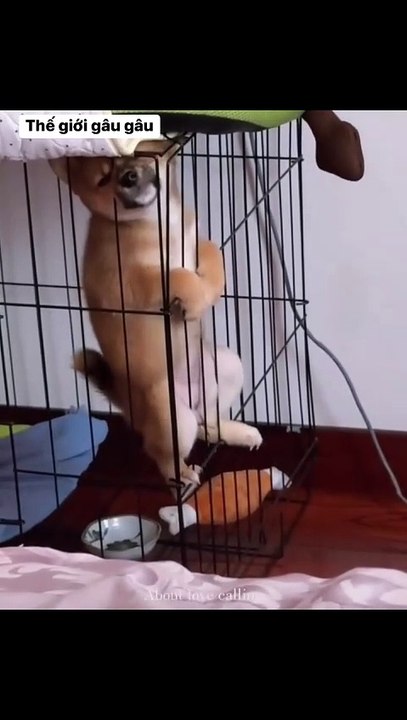 Pet Paradise TV