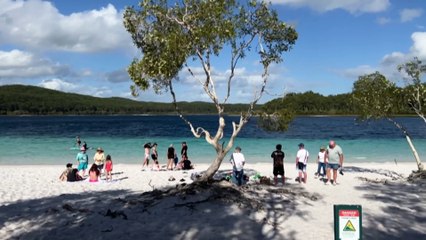Dingoes bite two children on K'gari (Fraser Island) in as many days