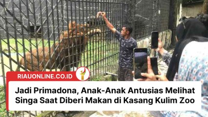 Jadi Primadona, Anak-Anak Antusias Melihat Singa Saat Diberi Makan di Kasang Kulim Zoo