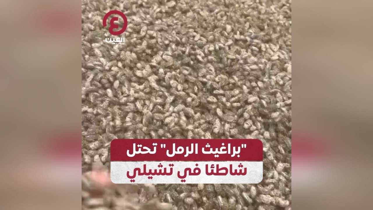 براغيث الرمل تحتل شاطئًا في تشيلي