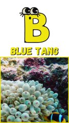 Under the Sea A to Z🐙🐬 | The Ocean Alphabet Adventure🐠🦈