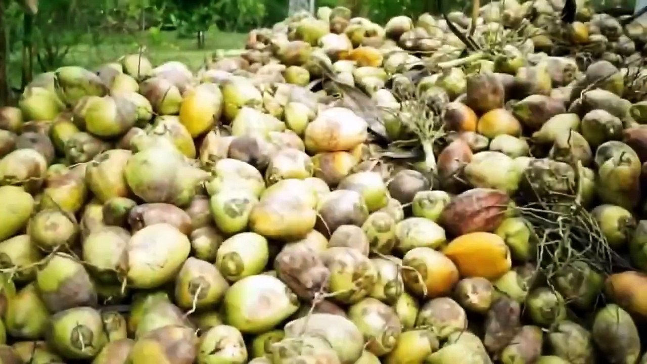 Cómo Se Hace El Aceite De Coco