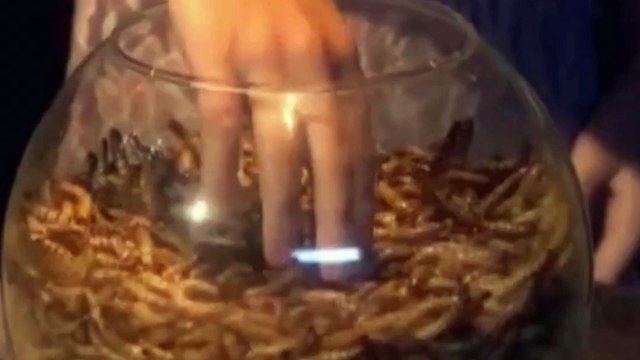 Диана получила ключ от червей!