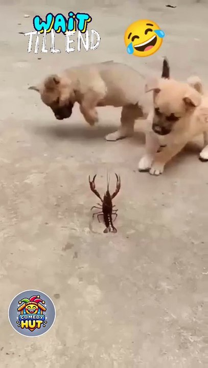 DOGS ARE ENJOYING BUT 😂😂😂😂
