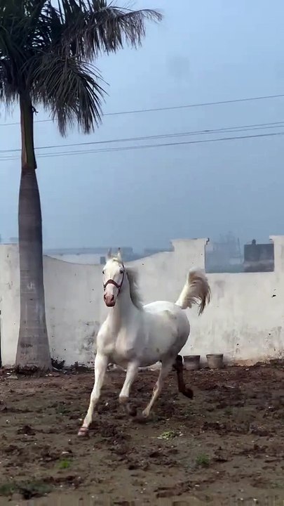 Horse🐎🐎 lover's