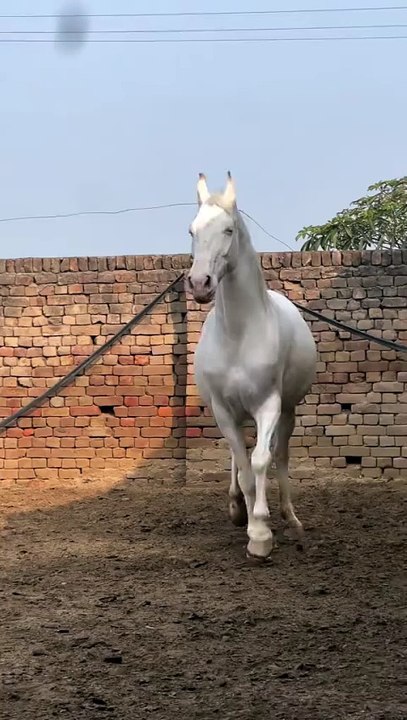 Horse🐎🐎 lover's