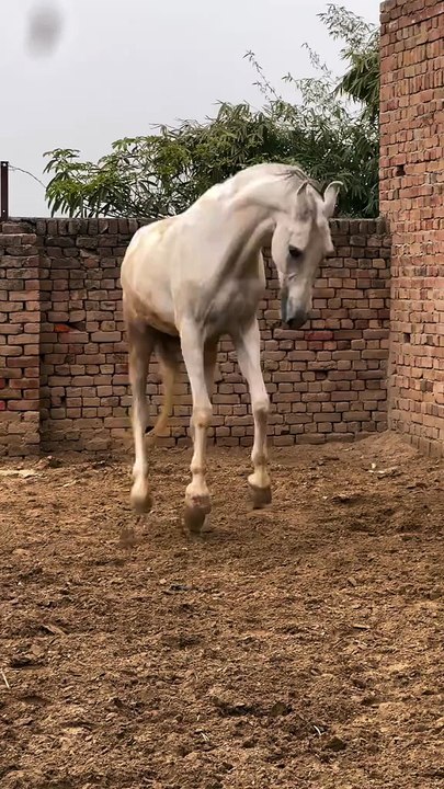 Horse🐎🐎 lover's