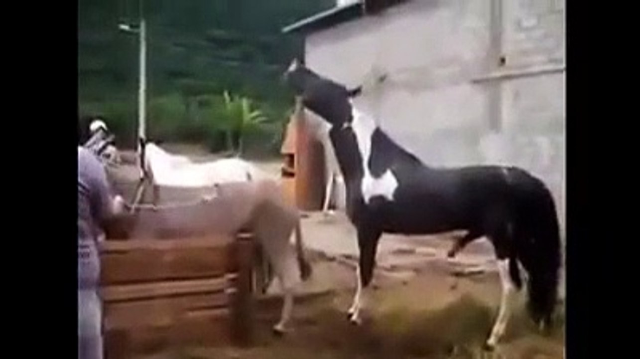 Big horse mating little donkey