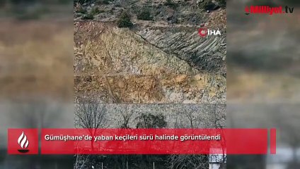 Gelen ses yöneldi şoke oldu! Sürü halinde dağdan indiler