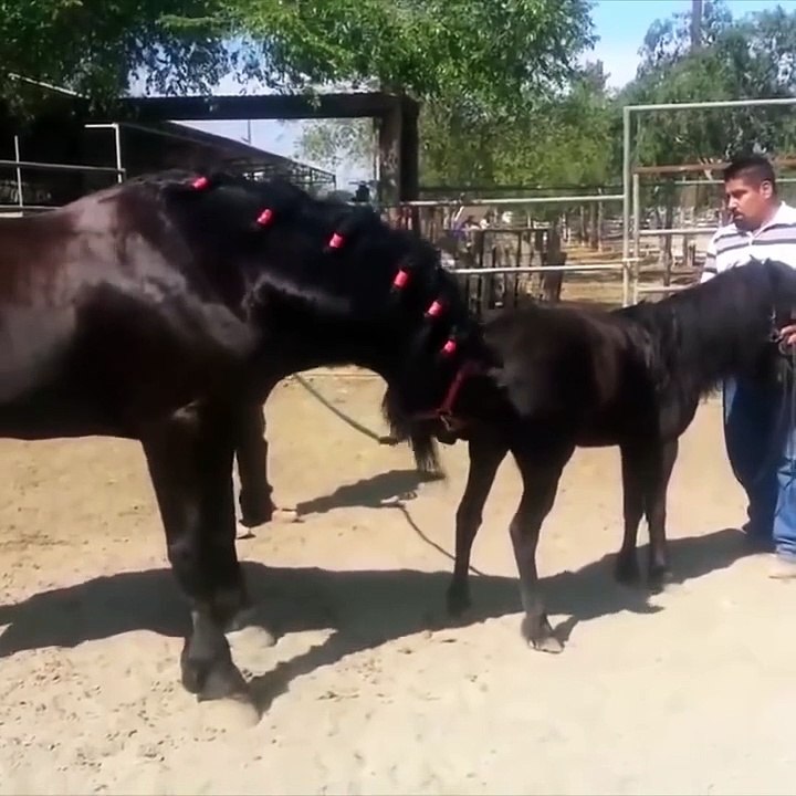 White horse mating with a donkey