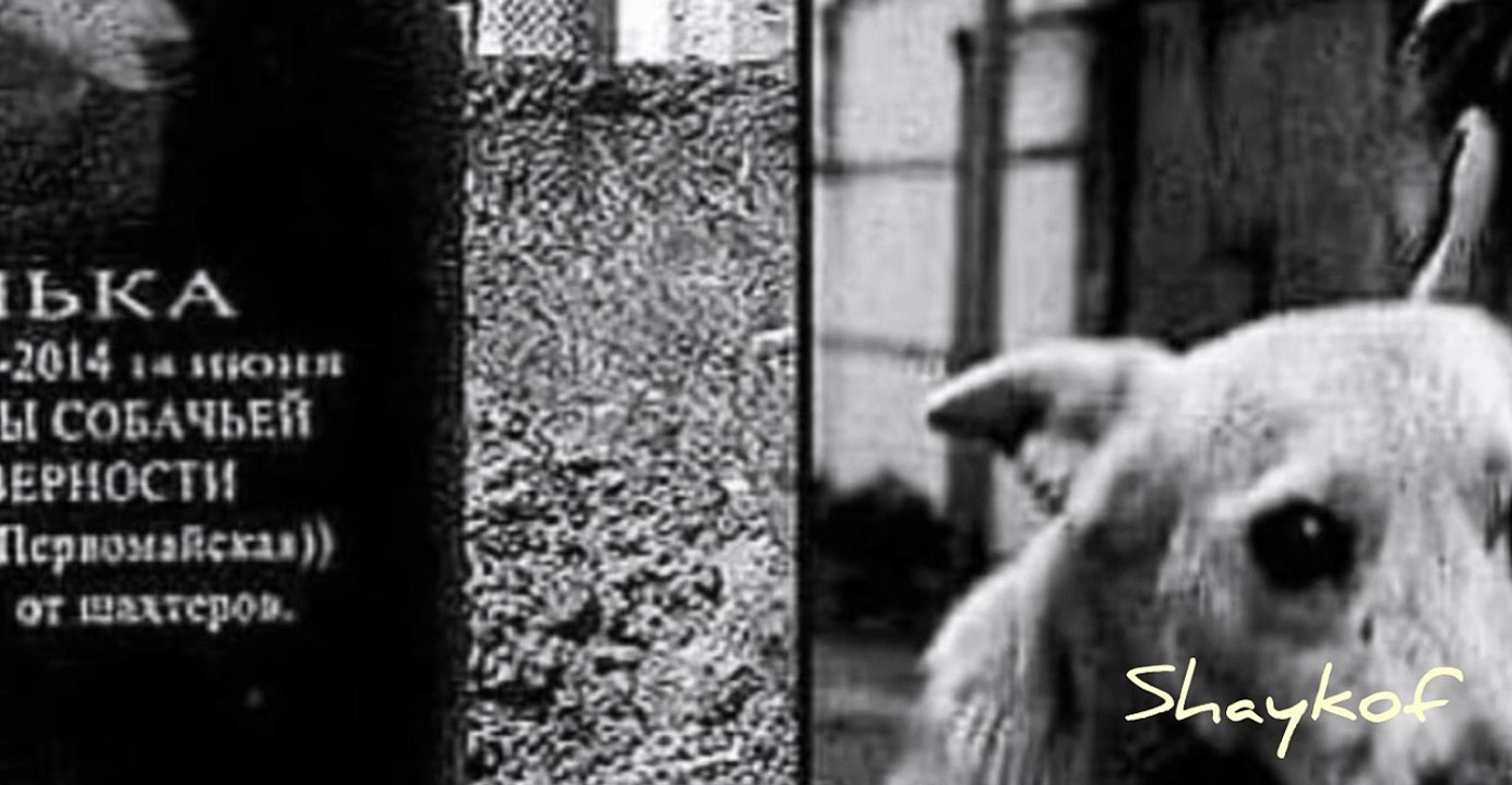 This is a simple mongrel named "Lyalka", she "worked" for 17 years in one of the mines