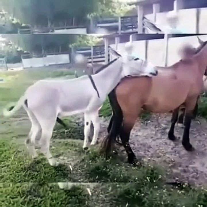 Donkey mating with horse