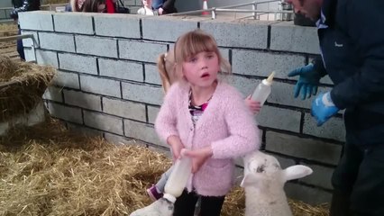 Little Girl Looks Terrified While Feeding Milk to Sheep