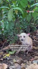 Trouvée dans un état dramatique, cette chienne s'est transformée grâce à l'amour de ses soigneurs (vidéo)