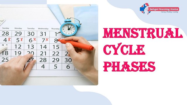 Menstrual Cycle Phases