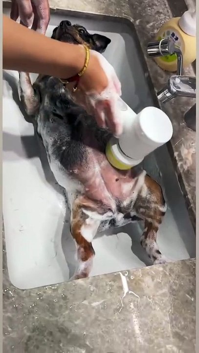 Bucket Bear Bucket
