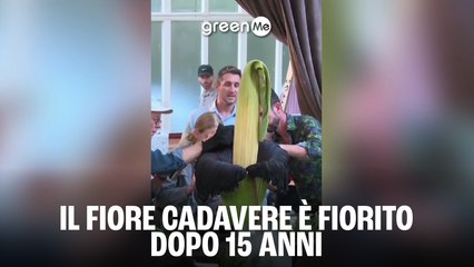 Il fiore cadavere è fiorito dopo 15 anni