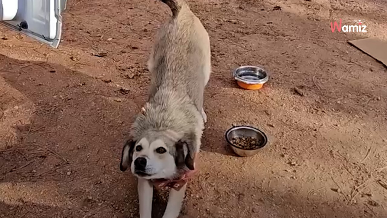 Elle remarque un chien qui court après un taxi : sa décision va bouleverser sa vie pour toujours (vidéo)