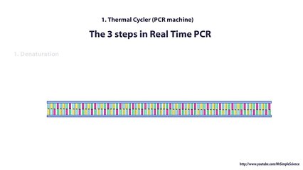 Real Time PCR - Basic simple animation - part 1 intro HD - Waptubes.Com