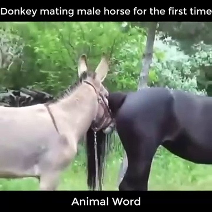 Horse donkey mating