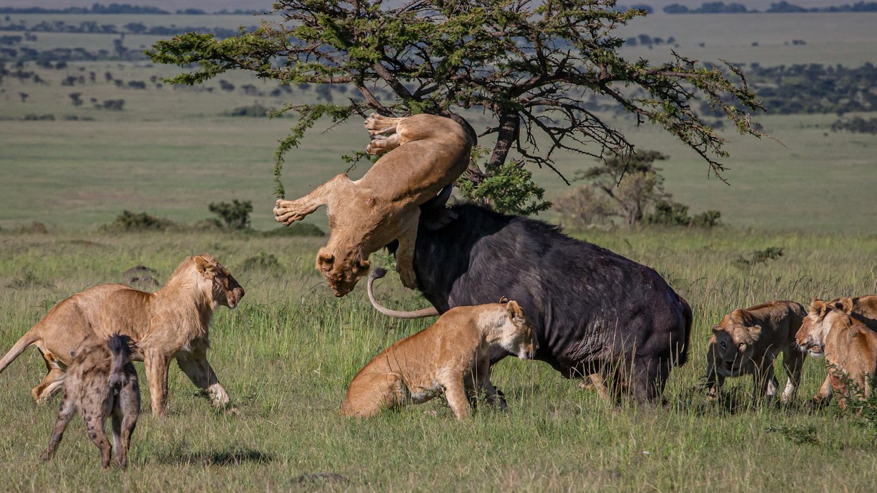 Wildlife photographer captures moment lion flung in air by buffalo