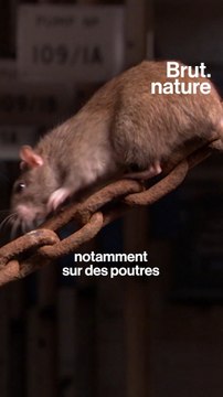 16 questions hyper simples sur les rats