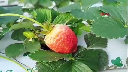 Emekli memur kendini topraksız tarıma verdi; siparişlere yetişemiyor