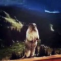 🌌 Dive into the fascinating world of the **Marmot**! In this exciting vide