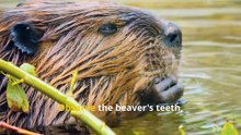 Fun Beaver Facts, Discover the World of Nature’s Hardworking Architects!