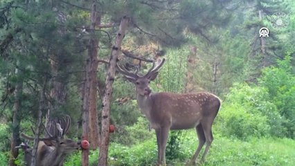 Yabani hayvanlar fotokapan ile görüntülendi