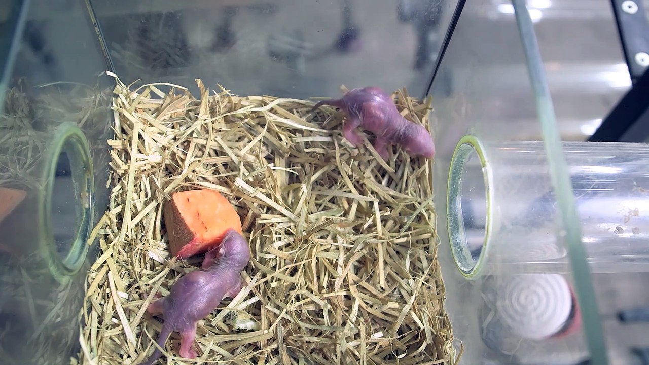 Nachwuchs bei Schönbrunner Nacktmullen