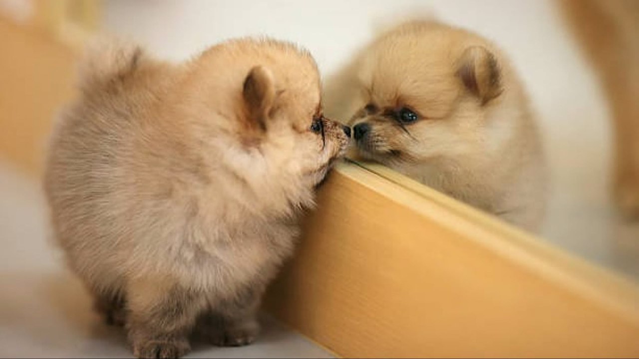 ¿Los Perros Y Gatos Se Reconocen En El Espejo?