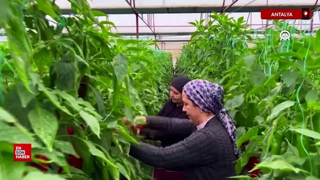 Antalya Kaş'taki sis tarım üretimine katkı sağlıyor