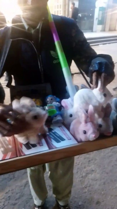 Running rabbit for sale