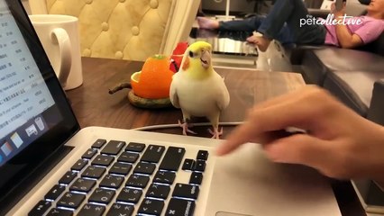 Funniest Birds Around the word