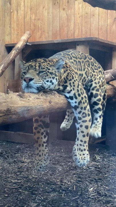 Magnifiques 🐆