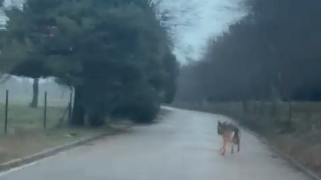 Lobo avistado cerca de la finca El Campillo.