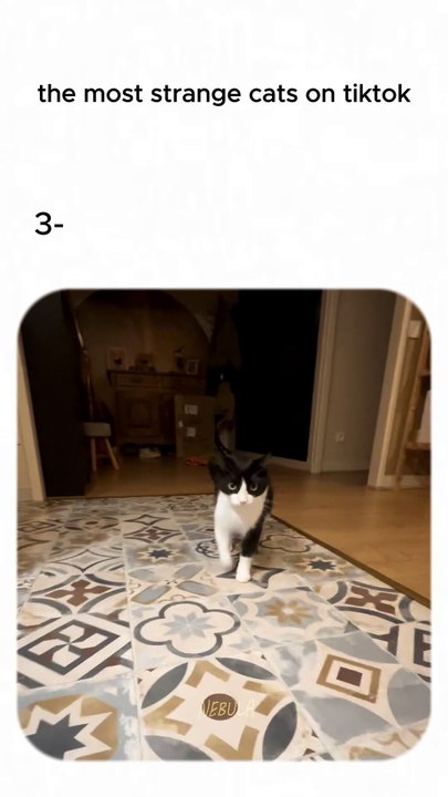 the most strange cats?