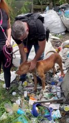 Tutor é preso por maus-tratos após manter seis pitbulls acorrentados e sem comida em Curitiba
