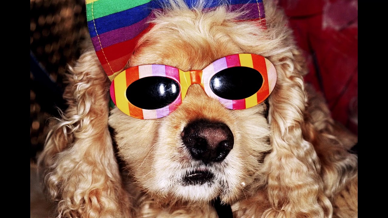 Yo soy Martin Parr Tráiler VO