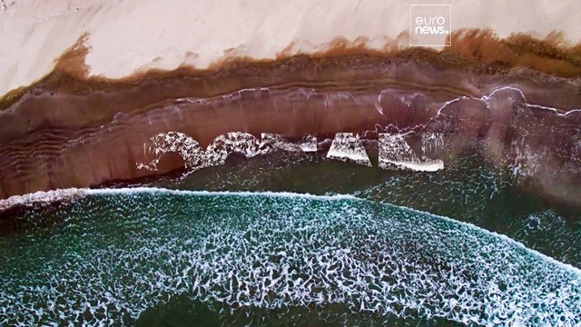 Possiamo salvare i delfini parlando come loro? La scienza dice di sì