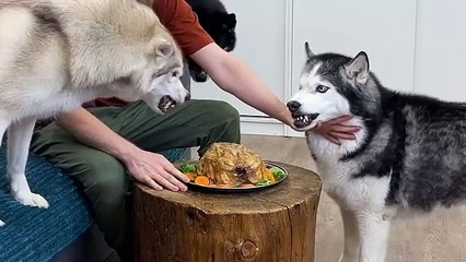 Testing the patience of dogs