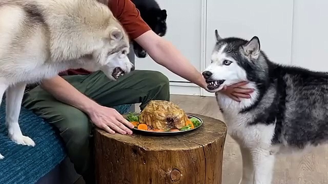 Testing the patience of dogs