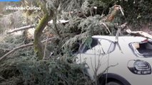 Tragedia sfiorata a Bologna, albero cade su un'auto in transito in via di Barbiano