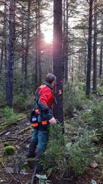 Opération martelage en forêts des cèdres du petit Luberon avec l'ONF
