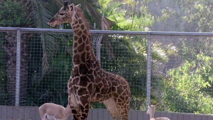 Getting Baby Giraffes To Step on Scales to Weigh Themselves is a Very Tough Job